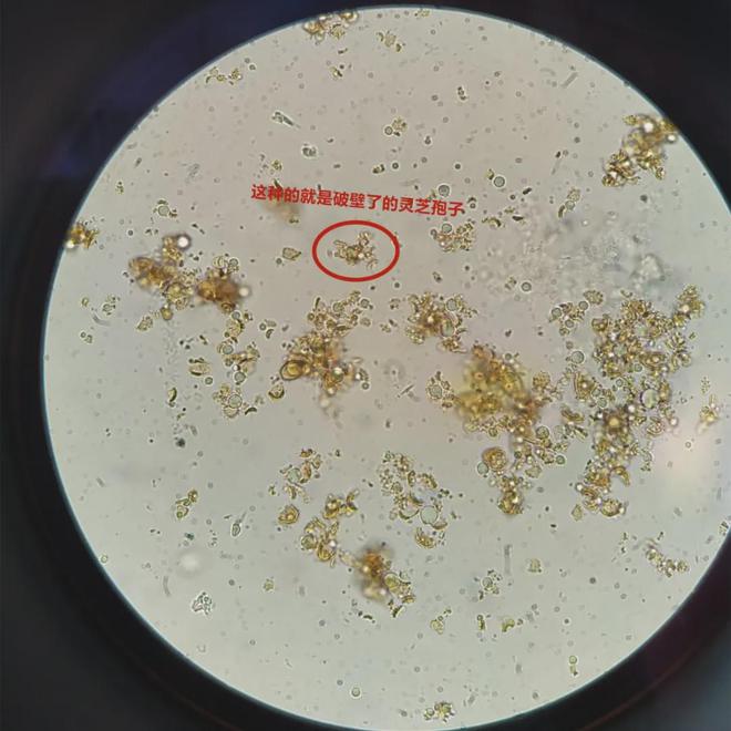 顯微鏡下的靈芝孢子粉 微觀世界的神秘瑰寶